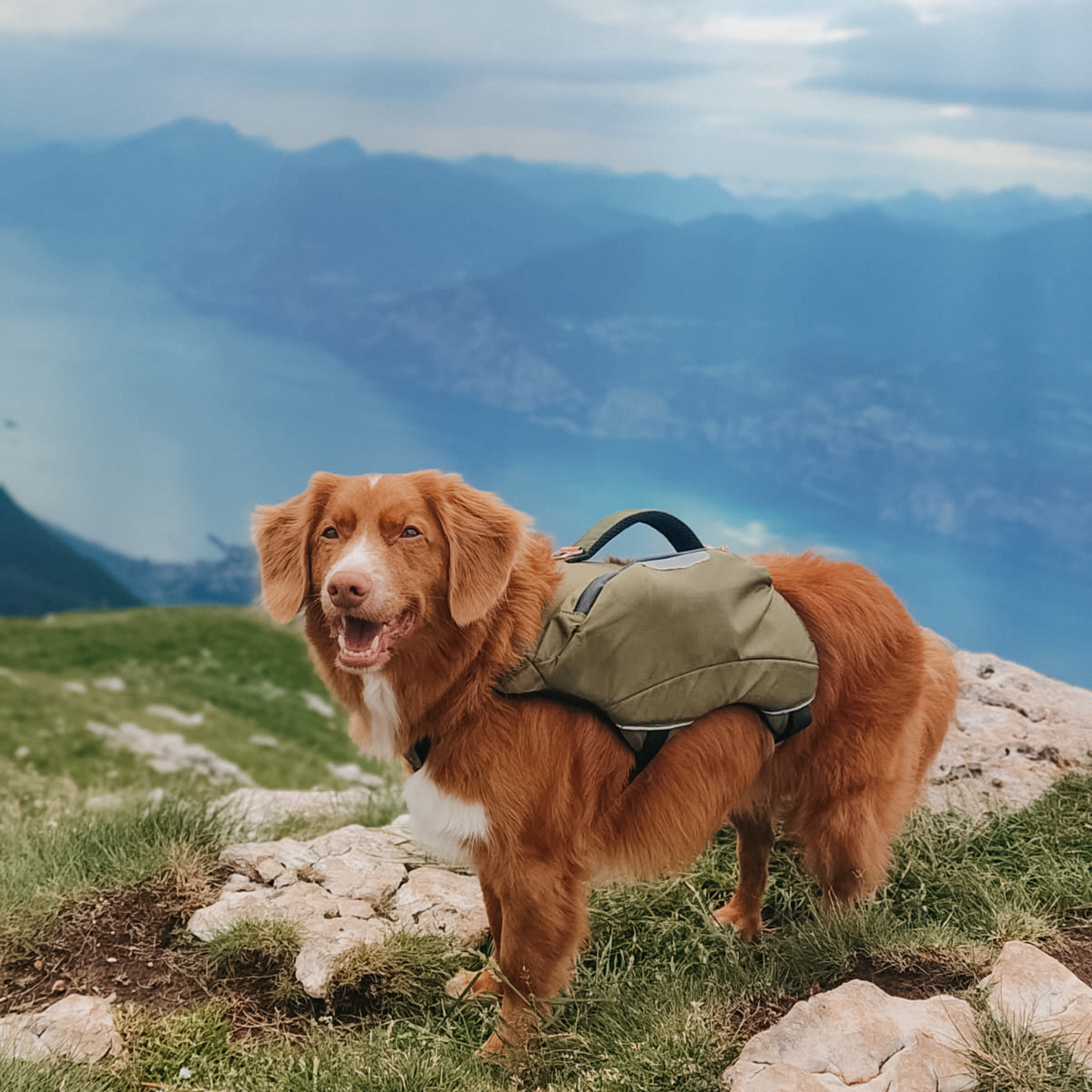 Honden Rugzak